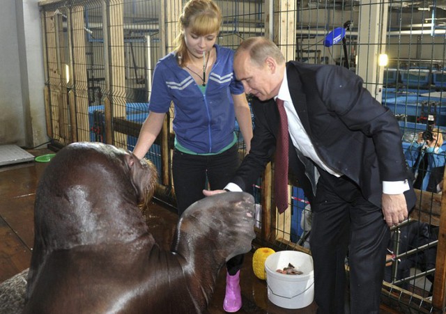 Tổng thống Vladimir Putin bắt tay với một con hải mã trong chuyến thăm của ông tới công viên hải dương Primorsky tại thành phố Vladivostok, Nga.