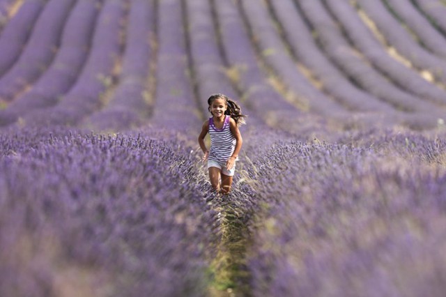 Bé gái chạy trên cánh đồng hoa oải hương tuyệt đẹp ở Hertfordshire, Anh.