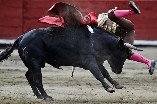 Bò tót húc ngã đấu sĩ tại lễ hội đấu bò tót Senor de los Milagros ở Lima, Peru.