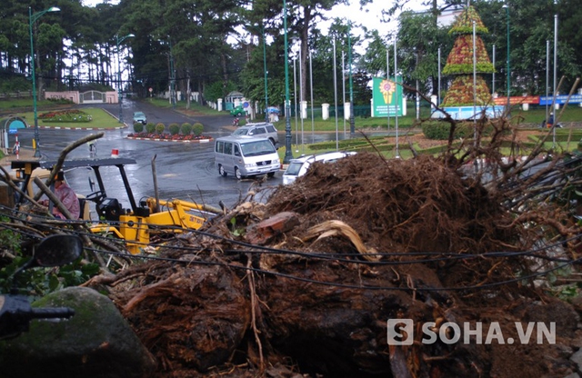 Hiện trường nơi cây thông cổ thụ bị bật gốc