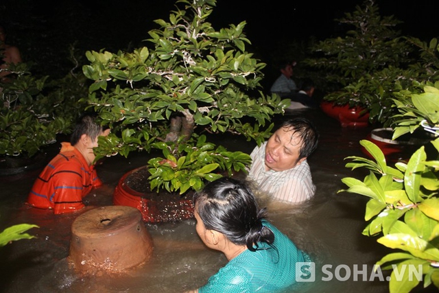 Điện bị cúp, nước ngập sâu nhưng gia đình anh Xuận Giang vẫn đưa những cây mai lên chỗ cao ráo.