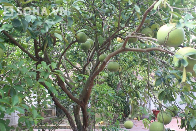 	.. và những cây ăn quả sai trĩu cành