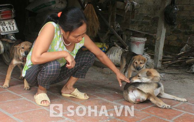 Chú chó bị hai tên trộm bắt trong vụ việc này cũng đã an toàn trở về nhà.