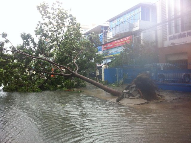 	Tuyến đường Quang Trung dẫn đến Bệnh viện Đa Khoa TP Đà Nẵng bị tắc nghẽn trầm trọng do cây to ngã đổ chèn ngang đường. Ảnh: Tri thức