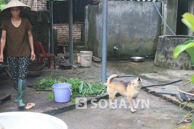 Vì từ trước tới nay, nhiều gia đình ở xã Bắc Sơn (Sóc Sơn) vẫn thả rông chó nên khi hiện tượng chó cắn nhiều người xảy ra, việc bắt nhốt chó để tiêm phòng gặp nhiều khó khăn.
