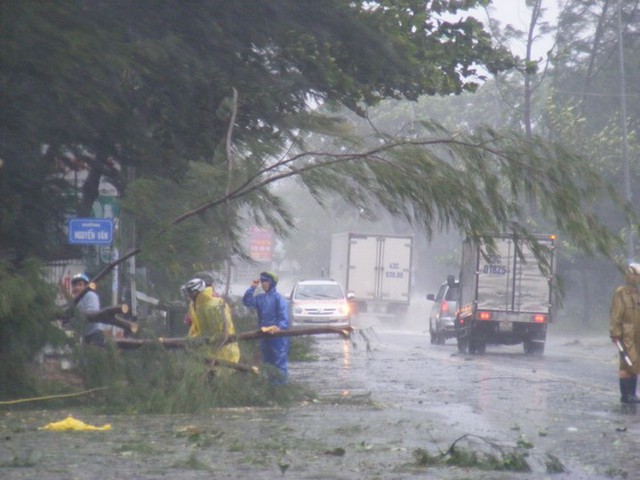 
	Trưa ngày 30/9, gió bão làm ngã nhiều cây trên các tuyến đường của TP.Huế. Ảnh: Tri thức