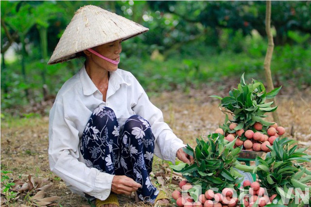 	Gia đình Bác Sang (Làng Áp, Tân Quang, Lục Ngạn, Bắc Giang) dành gần 2 mẫu đất trồng vải với 160 gốc.