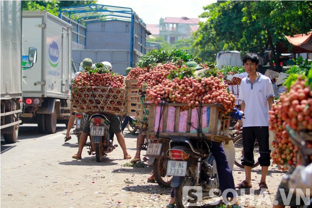 	Vải thiều Lục Ngạn bước vào thời điểm thu hoạch chính vụ