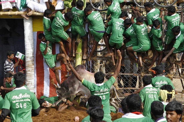 Một người dân bị con bò húc ngã trong khi những người khác trèo lên hàng rào tại lễ hội thuần hóa bò ở ngoại ô thị trấn Madurai, Ấn Độ.