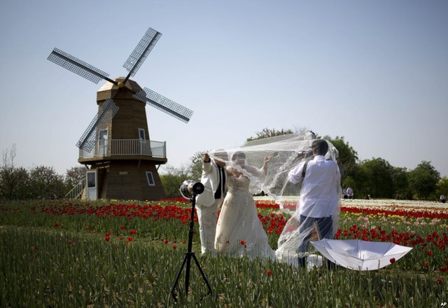 Cặp đôi chụp ảnh cưới trên cánh đồng hoa tulip gần mô hình cối xay gió tại Bắc Kinh, Trung Quốc.