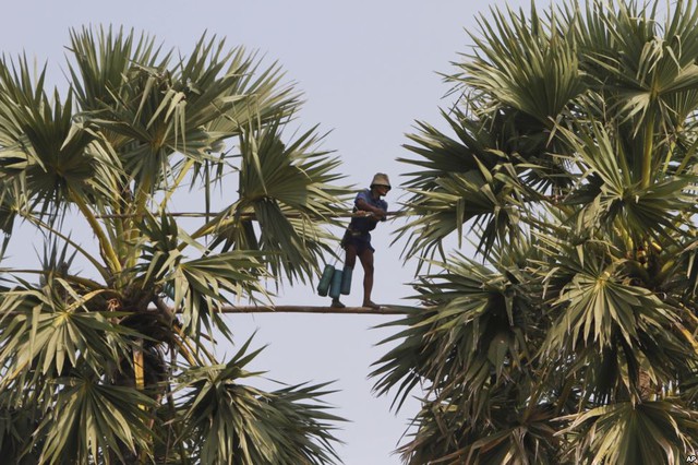 Một người đàn ông đi trên cây tre dài 5m để thu hoạch dầu cọ tại tỉnh Kampong Chhnang gần thủ đô Phnom Penh.