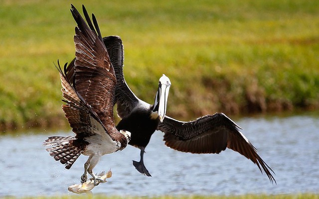 Chim ưng vừa cắp mồi vừa chiến đấu với bồ nông cạnh sân golf Copperhead ở Palm Harbor, Florida, Mỹ.