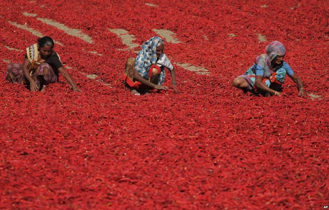 Các phụ nữ phân loại ớt đỏ để phơi khô tại ngôi làng Shertha ở bang Gujarat, Ấn Độ.
