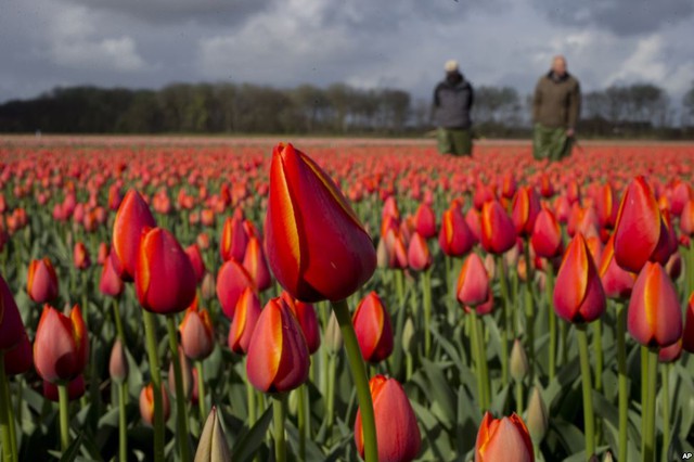 Nông dân kiểm tra cánh đồng hoa tulip ở thành phố Noordwijkerhout, Hà Lan.