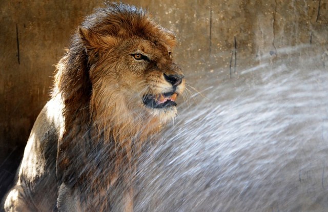 Một con sư tử được tắm mát trong vườn thú khi nhiệt độ tăng cao tại thành phố Jamshedpur, Ấn Độ.