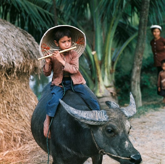 Em bé thổi sáo trên lưng trâu. Ảnh: Nhiếp ảnh gia Thomas Billhardt.