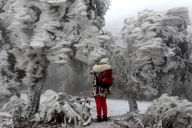 Một phụ nữ chụp ảnh cây bám đầy băng tuyết ở Quảng Tây.