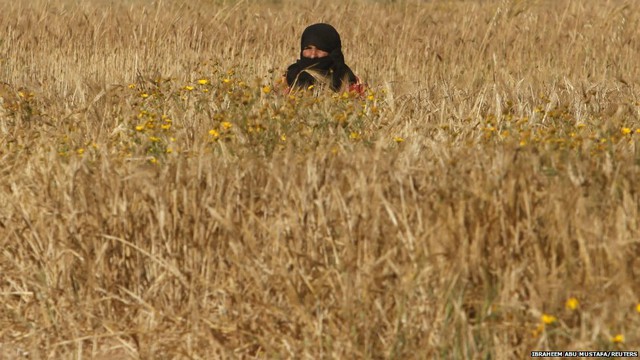 Một phụ nữ người Palestine thua hoạch lúa mạch gần biên giới với Israel ở Dải Gaza.