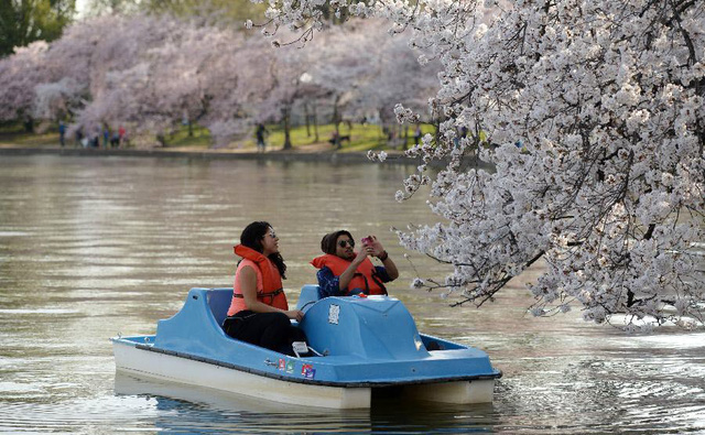 Du khách đi thuyền thưởng ngoạn hoa anh đảo nở bên bờ vịnh Thủy triều ở Washington, Mỹ.