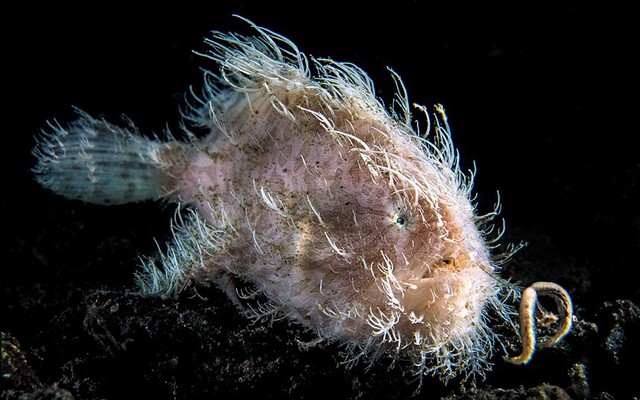 Một con cá vây chân cố gắng thu hút con mồi bằng mồi nhử hình giun tại khu vực eo biển Lembeh, Indonesia.