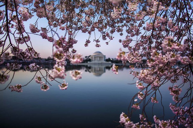 Hoa anh đảo nở rộ trước đài tường niệm Jefferson, báo hiệu mùa xuân sang ở Washington, Mỹ.
