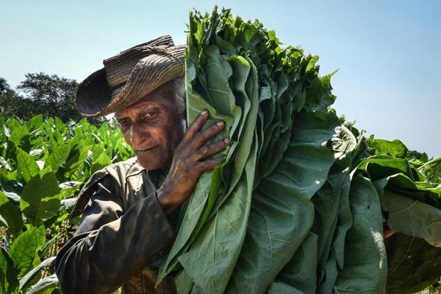 Công nhân thu hoạch cây thuốc lá tại một trang trại ở Pinar del Rio province, Cuba.