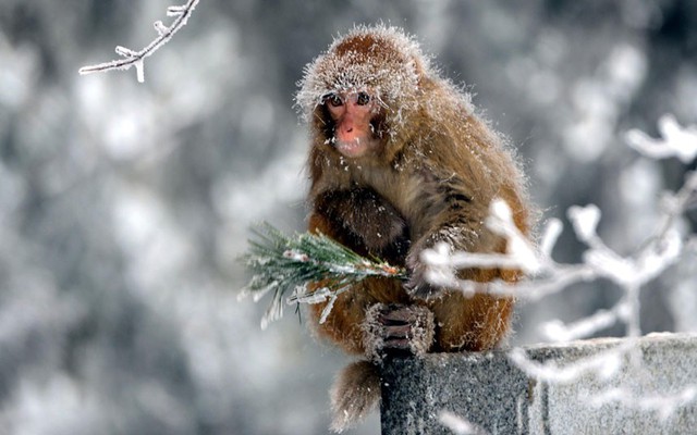 Một con khỉ co ro dưới bão tuyết mạnh trên núi Lư Sơn ở Giang Tây, Trung Quốc.