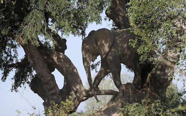 Nhiếp ảnh gia Bryan Jackson đã ghi lại khoảnh khắc voi trèo lên cành cây để hái quả trong vườn quốc gia Luangwa, Zambia.