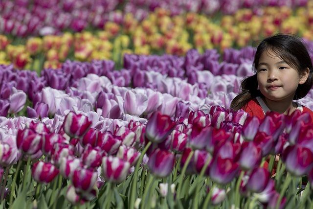 Một bé gái đứng giữa cánh đồng hoa tulip ở Keukenhof, gần Amsterdam, Hà Lan.