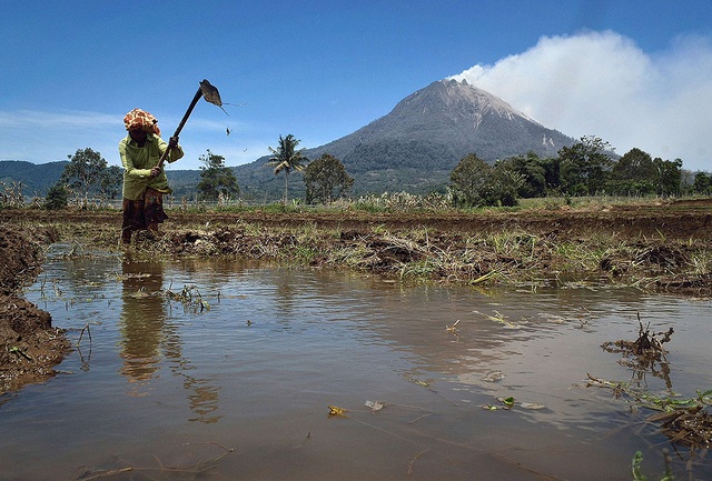 Một nông dân làm việc trên ruộng gần núi lửa Sinabung đang phun trào tro bụi ở Karo, Indonesia.