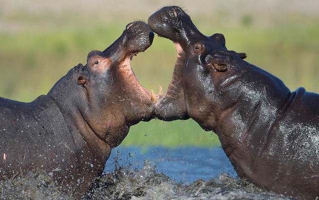 Hà mã quyết chiến ác liệt ở Kasane, Botswana.