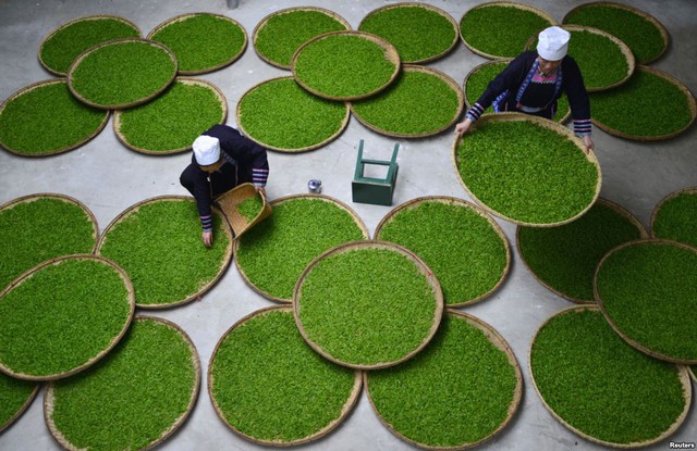 Những người phụ nữ làm việc tại một nhà máy chế biến trà xanh ở huyện Lê Bình, tỉnh Quý Châu, Trung Quốc.