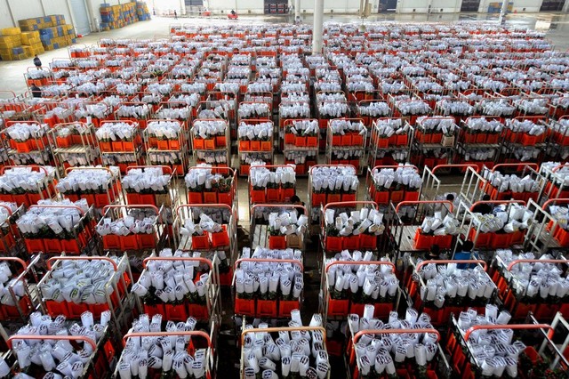 Hoa tươi được đóng gói chuẩn bị cho lễ Tình nhân trong một nhà kho ở thành phố Côn Minh, Trung Quốc.