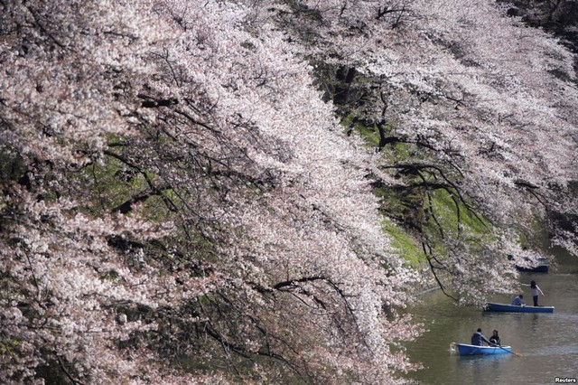 Mọi người chèo thuyền thưởng ngoạn hoa anh đào nở rộ ở Tokyo, Nhật Bản.