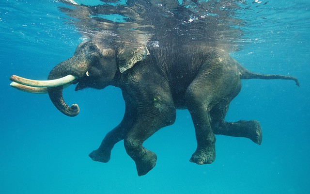 Voi bơi ngoài khơi quần đảo Andaman, Ấn Độ Dương. Bức ảnh được chụp bởi nhiếp ảnh gia Mike Korostelev.