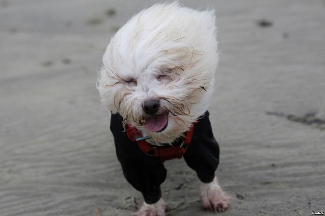 Một chú chó vất vả chống chọi với gió mạnh trên bãi biển ở Lyme Regis, Anh.