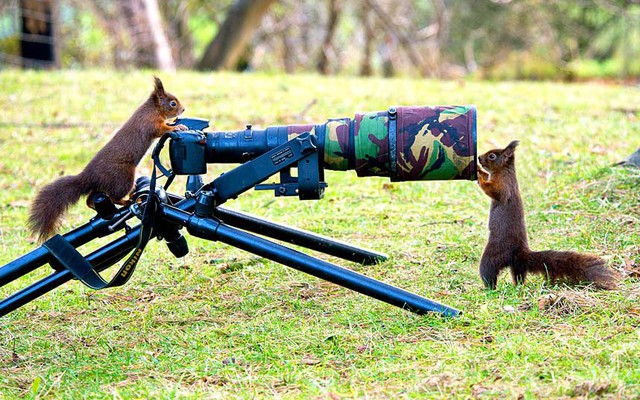 Một cặp sóc đỏ tò mò nghịch máy ảnh ở Formby, Merseyside, Anh.