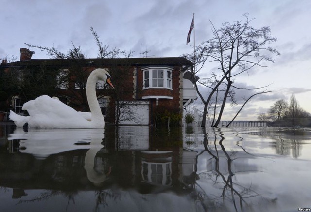 Thiên nga bơi gần bờ sông bị ngập lụt ở Henley-on-Thames, Anh.