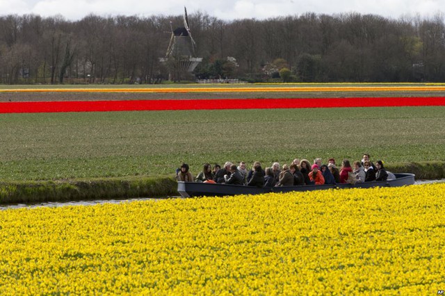 Khách du lịch đi thuyền chiêm ngưỡng hoa thủy tiên và hoa tulip nở rực rỡ ở Lisse, Hà Lan.