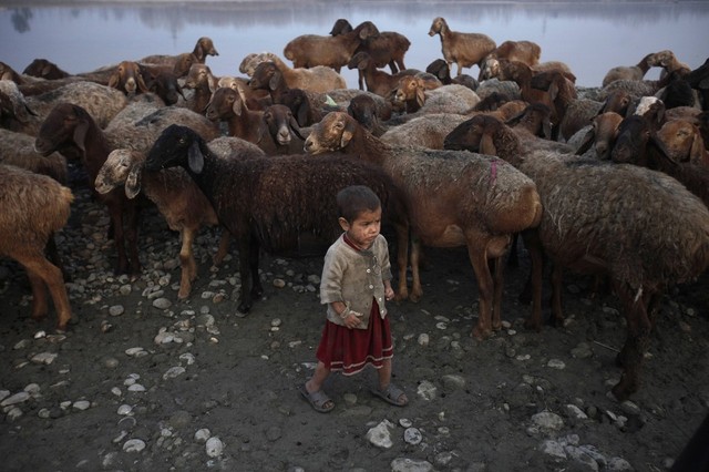 Bé gái đứng cạnh đàn gia súc dọc bờ sông Khiali ở ngoại ô Peshawar, Pakistan.