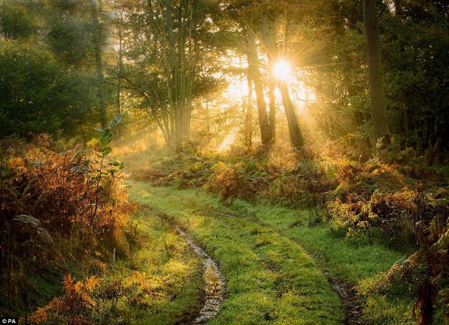 Early Light, at Newlands Wood Cannock by finalist Graham Colling, from Walsall, West Midlands