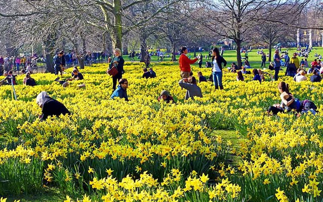 Người dân và du khách tận hưởng nắng ấm và ngắm hoa thủy tiên nở trong công viên St James Park, London, Anh.