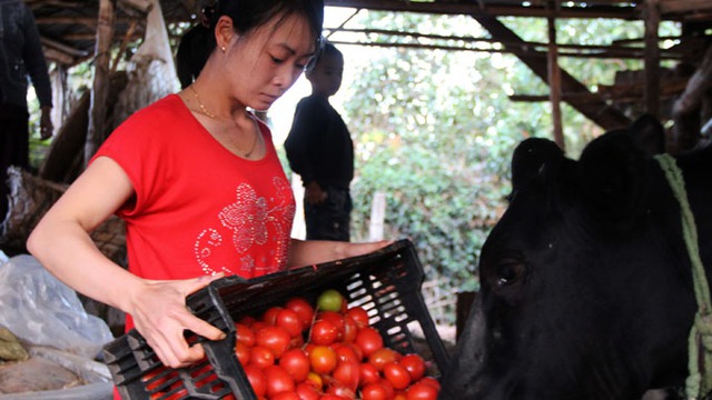 Chị Trần Thị Hương (xã Hiệp Thạnh, huyện Đức Trọng, tỉnh Lâm Đồng) đổ cà chua cho bò ăn - Ảnh: P.Thành