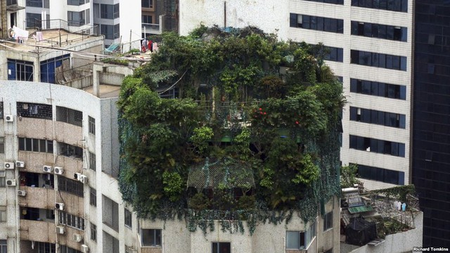 Tầng thượng của một tòa nhà chung cư 19 tầng được bao phủ bởi cây xanh ở Quảng Châu, tỉnh Quảng Đông, Trung Quốc.