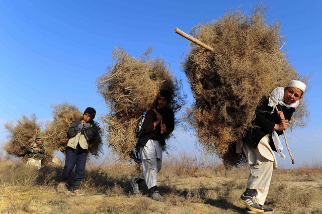 Các cậu bé địu củi trên lưng ở Herat, Afghanistan.