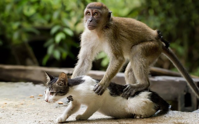 Mèo cõng khỉ trên lưng. Cảnh tượng ngộ nghĩnh được nhiếp ảnh gia Hendy Mp chụp tại nhà một người bạn ở Indonesia.
