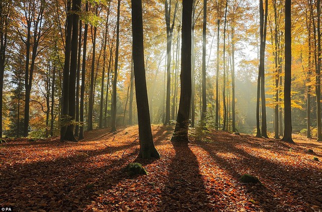 Morning forest light in North Poland by finalist Mateusz Liberra, from Miastko, Poland