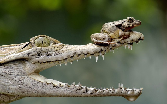 Ếch ngồi trên mũi cá sấu. Cảnh tượng được chụp bởi nhiếp ảnh gia Fahmi Bhs trong một hồ nước ở Jakarta, Indonesia.