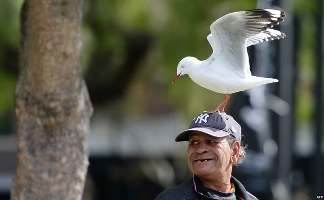 Một người đàn ông với chim mòng biển đậu trên đầu cười với du khách gần cảng ở Sydney, Australia.