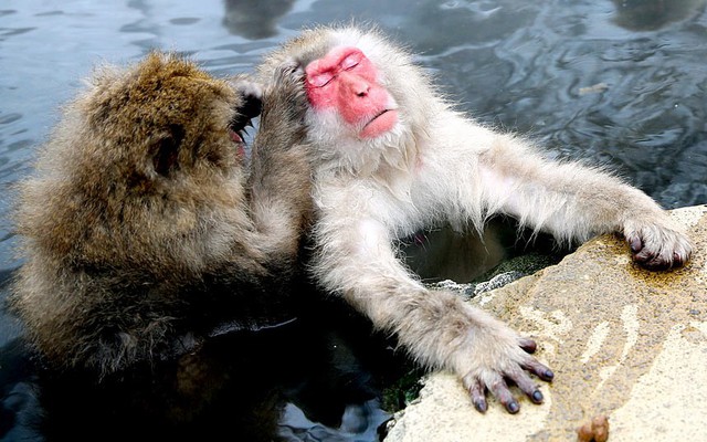 Khỉ tuyết vuốt lông cho nhau khi chúng thư giãn trong một suối nước nóng ở Jigokudani, Nagano, Nhật Bản.
